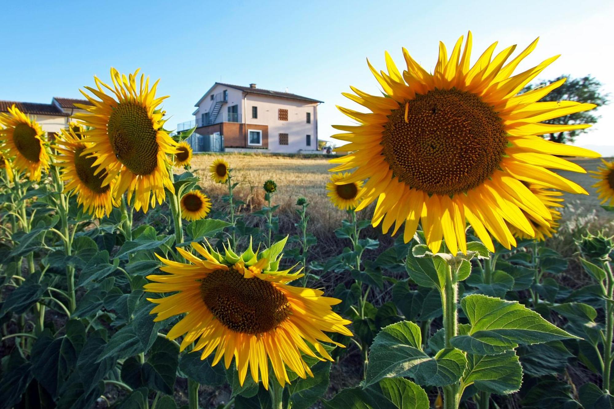 La Collina Del Girasole Vila Montecastrilli Exterior foto